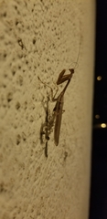 Stagmomantis limbata