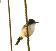 Tyrannus caudifasciatus