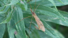 Platytipula