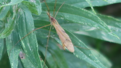Platytipula
