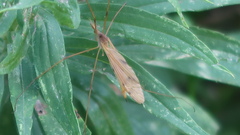 Platytipula