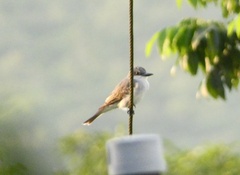 Tyrannus dominicensis