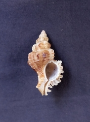 Chicoreus denudatus