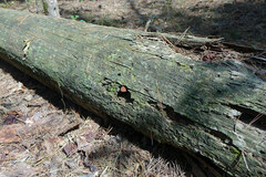 Flammulaster erinaceellus