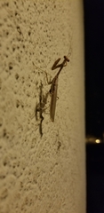 Stagmomantis limbata