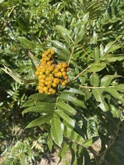 Sorbus scopulina