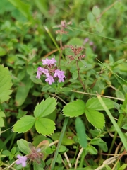 Thymus pulegioides