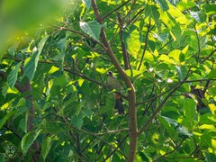 Pycnonotus aurigaster