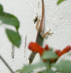 Anolis grahami
