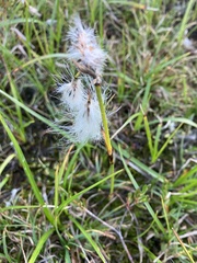 Eriophorum