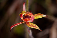 Caladenia discoidea