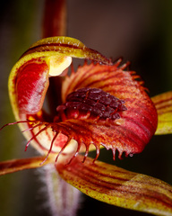 Caladenia discoidea