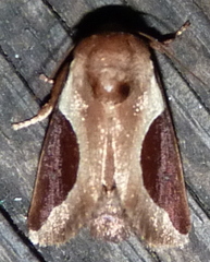 Prolimacodes badia