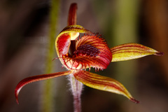 Caladenia discoidea
