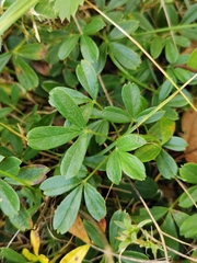 Sibbaldiopsis tridentata