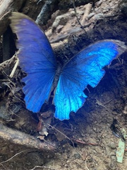 Morpho menelaus
