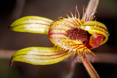 Caladenia discoidea