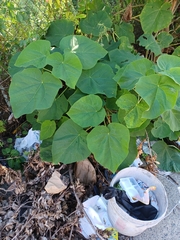 Paulownia tomentosa