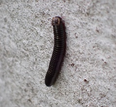 Anadenobolus monilicornis