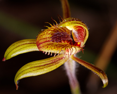 Caladenia discoidea