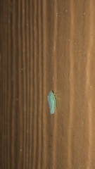 Gyponana octolineata