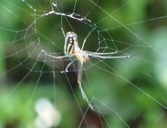 Leucauge argyra