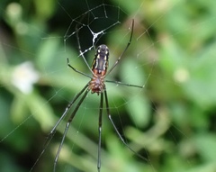 Leucauge argyra