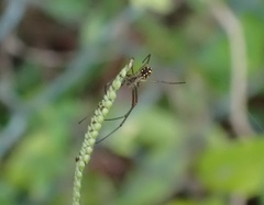 Leucauge argyra