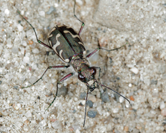 Cicindela repanda