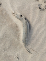 Anguilla rostrata