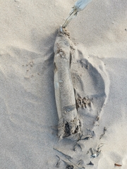 Anguilla rostrata