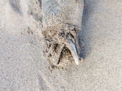 Anguilla rostrata