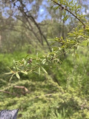 Kunzea leptospermoides