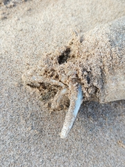 Anguilla rostrata
