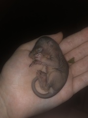 Sciurus carolinensis