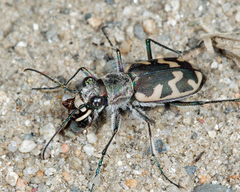 Cicindela formosa