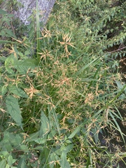 Rhynchospora corniculata