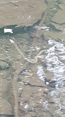 Regina septemvittata