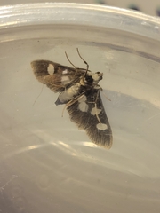 Desmia funeralis