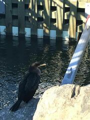 Phalacrocorax carbo