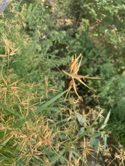 Rhynchospora corniculata