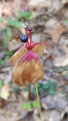 Medeola virginiana
