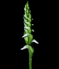 Spiranthes ovalis erostellata