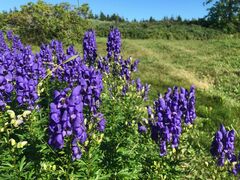 Aconitum napellus