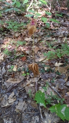 Medeola virginiana