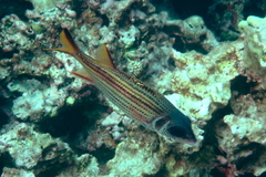 Neoniphon sammara