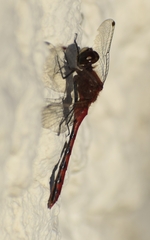 Sympetrum obtrusum