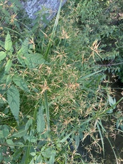 Rhynchospora corniculata