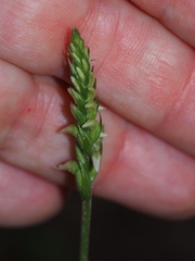 Spiranthes ovalis erostellata