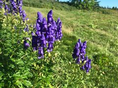 Aconitum napellus